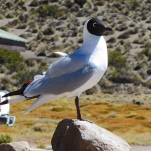 Bird on the ranger's station at lake Chungara